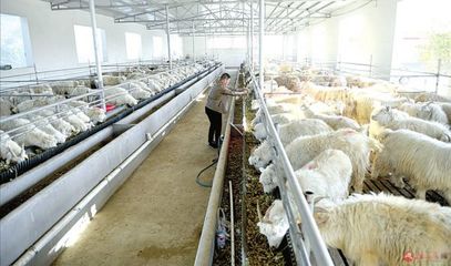 大新莊羊產業 從藍圖到現實的施工之路